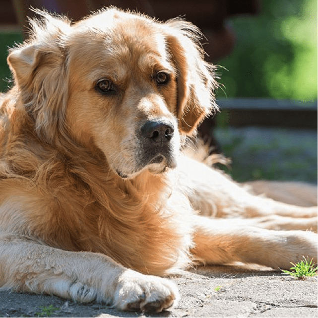 10 Smartest Dog Breeds Some Of The Smartest Dogs In The World